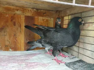 Beauty Homer Pair