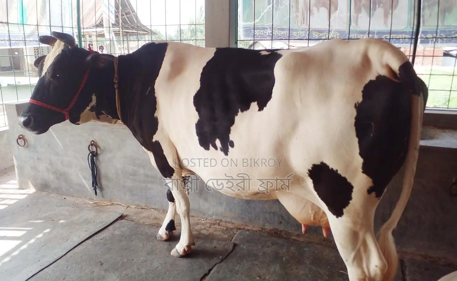 ১৫৩৩ নং উন্নত জাতের গাভী গরু।