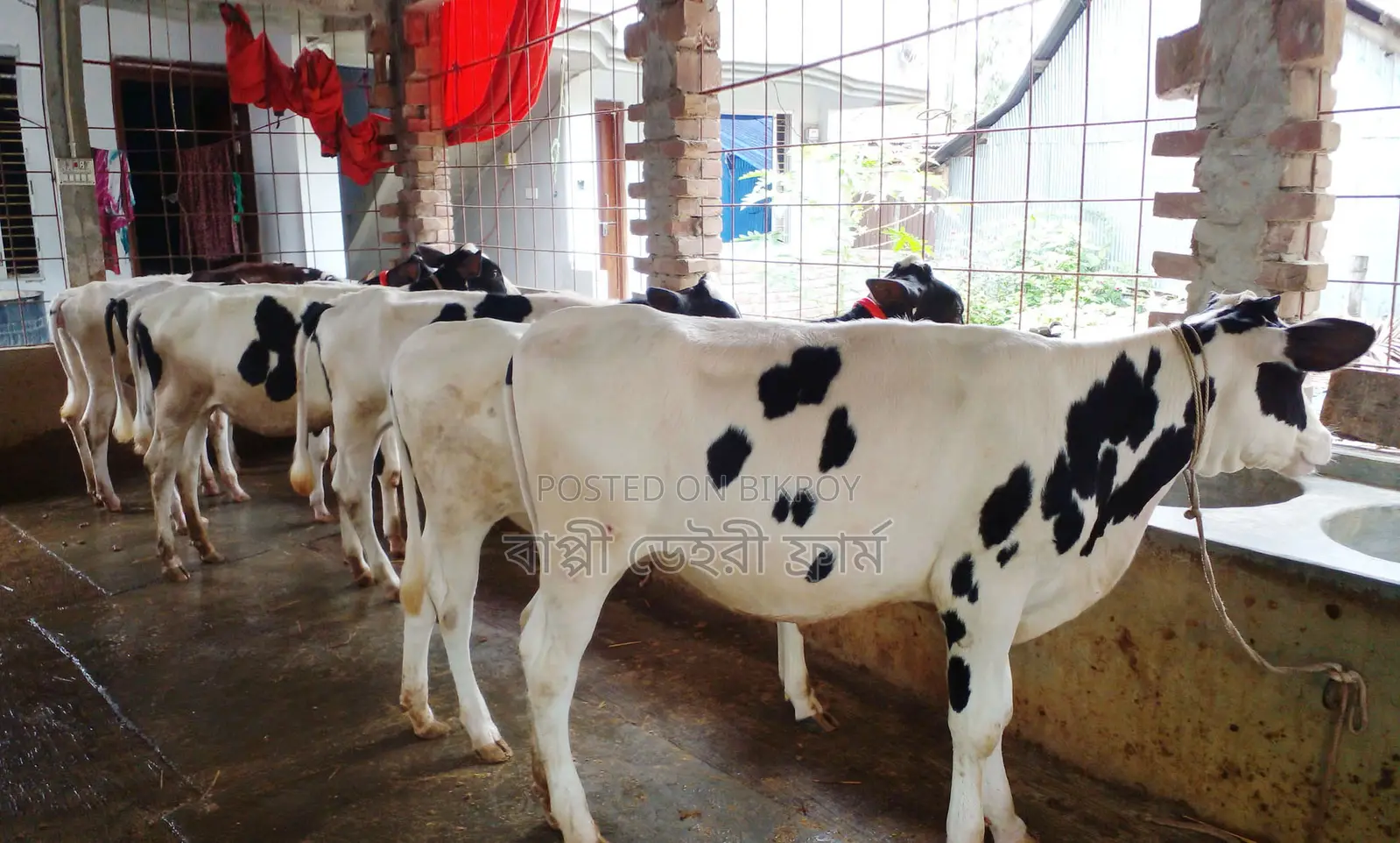 ১৫৩৪নং ৭ টি বকনা বাছুর বিক্রয় হবে।