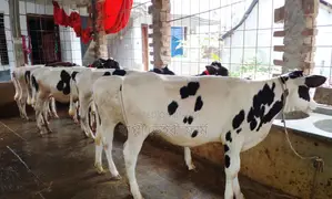 ১৫৩৪নং ৭ টি বকনা বাছুর বিক্রয় হবে।