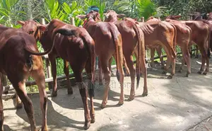 ১৫৩৫নং ৮টি বকনা বিক্রয় হবে ভালো জাতের ।