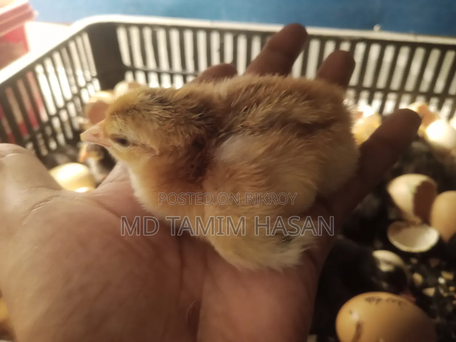 মাল্টিকালার টাইগার মুরগির বাচ্চা