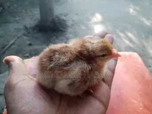 মাল্টিকালার টাইগার মুরগির বাচ্চা