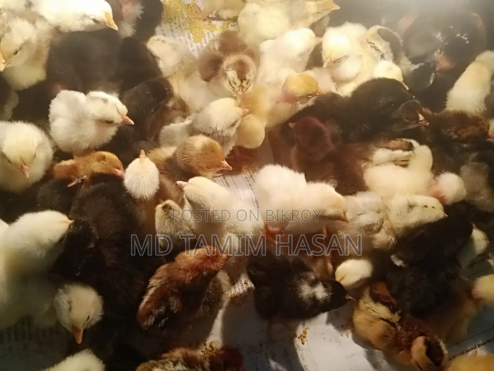 মাল্টিকালার টাইগার মুরগির বাচ্চা