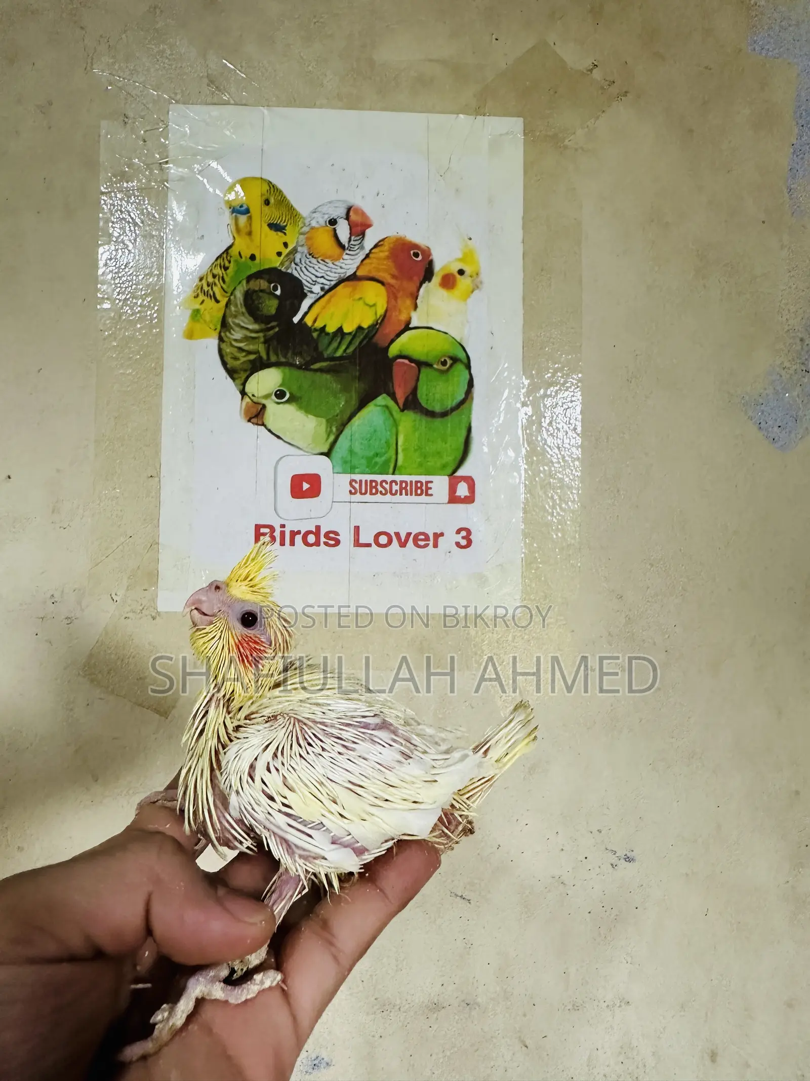 লুটিনো ককাটেল টেমি সাইজ বেবি