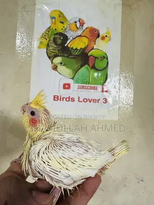 লুটিনো ককাটেল টেমি সাইজ বেবি