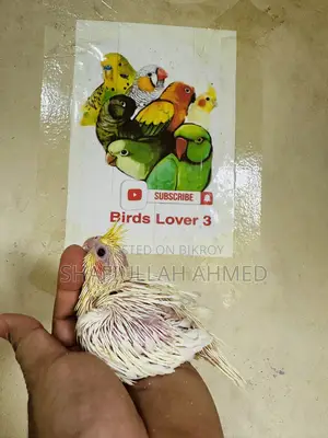 লুটিনো ককাটেল টেমি সাইজ বেবি