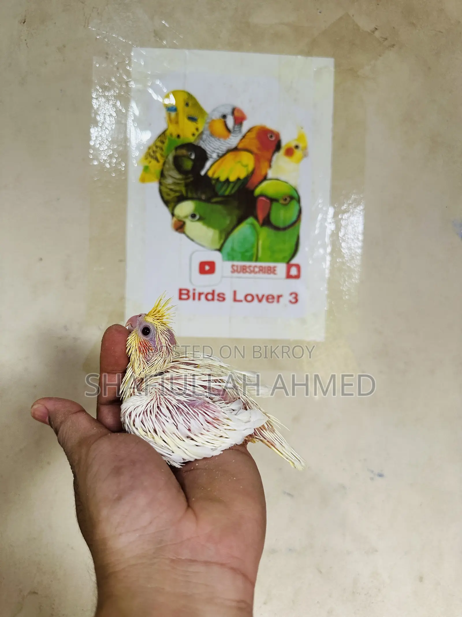 লুটিনো ককাটেল টেমি সাইজ বেবি