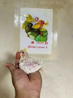 লুটিনো ককাটেল টেমি সাইজ বেবি