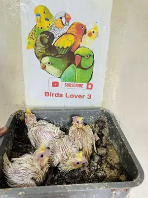 লুটিনো ককাটেল টেমি সাইজ বেবি