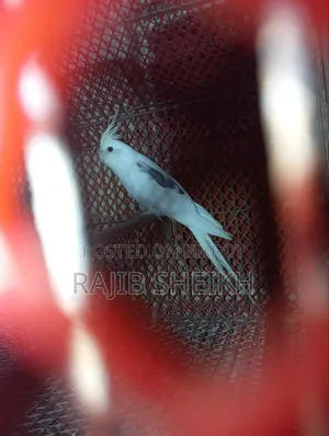 ককাটেল (রানিং)
