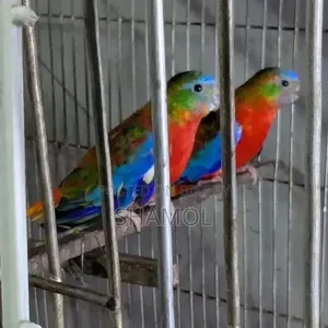 মেল পাখি ফিক্সড প্রাইস
