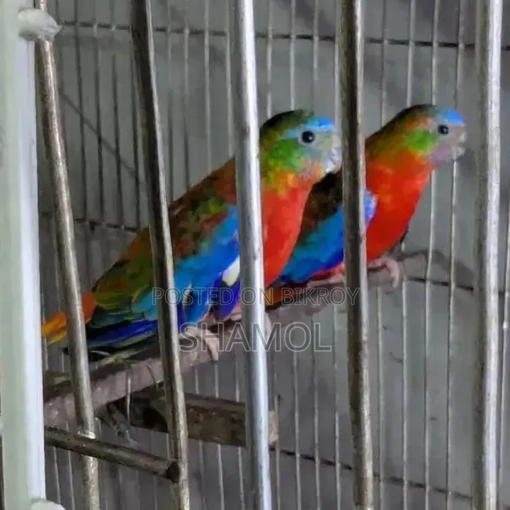 মেল পাখি ফিক্সড প্রাইস