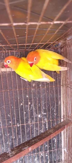 লাভ বার্ড পাখি