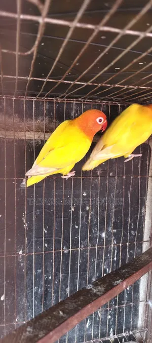 লাভ বার্ড পাখি