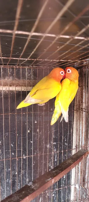 লাভ বার্ড পাখি