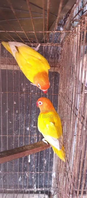 লাভ বার্ড পাখি