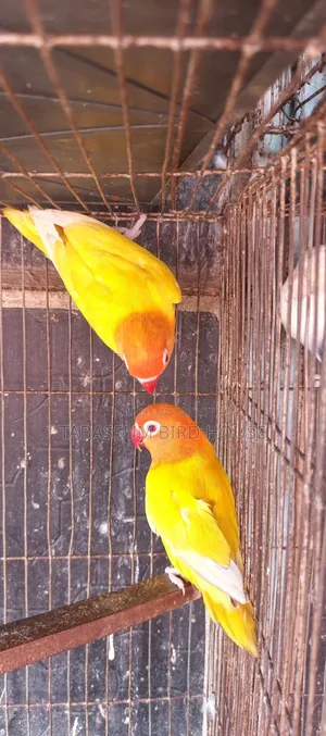 লাভ বার্ড পাখি
