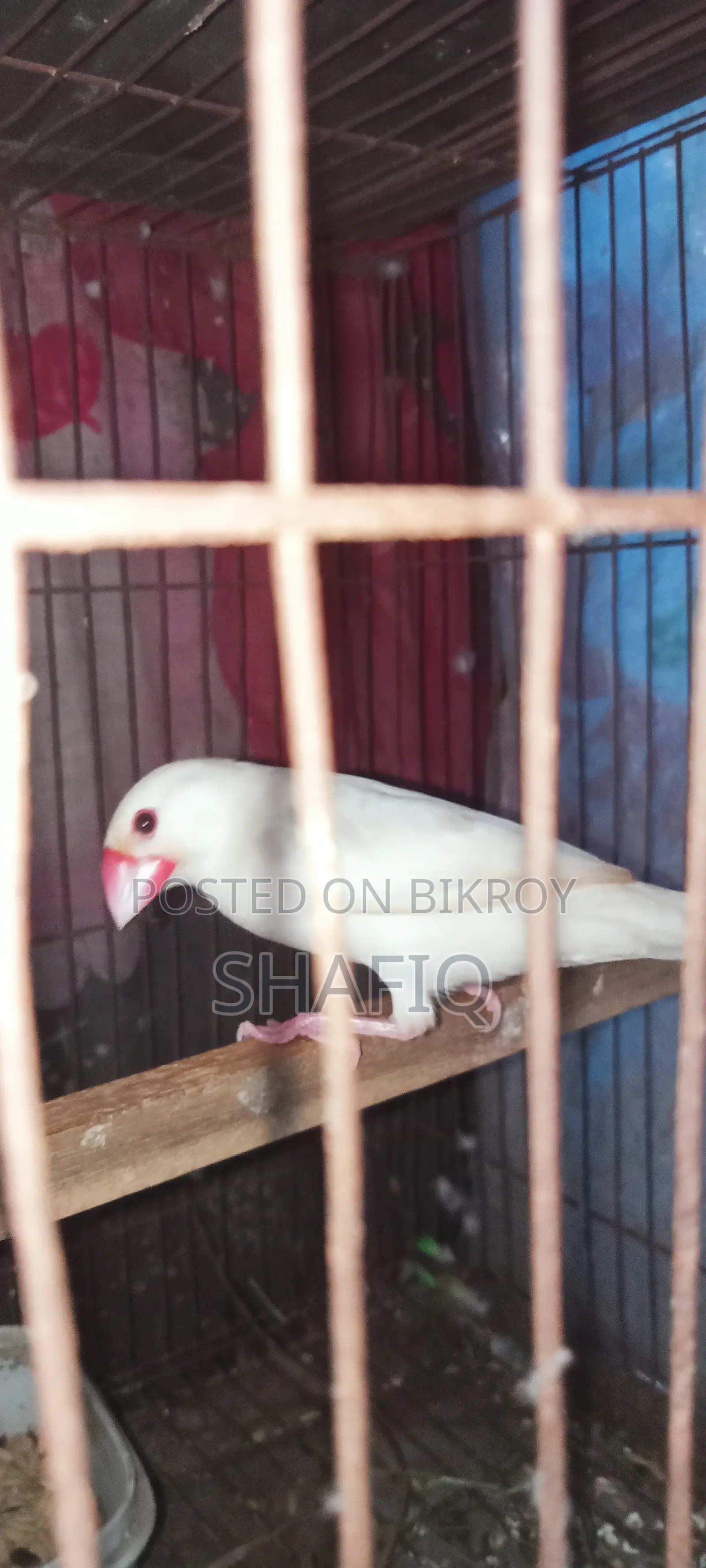 জাভা (Java) এডাল্ট নর পাখি বিক্রি হবে।