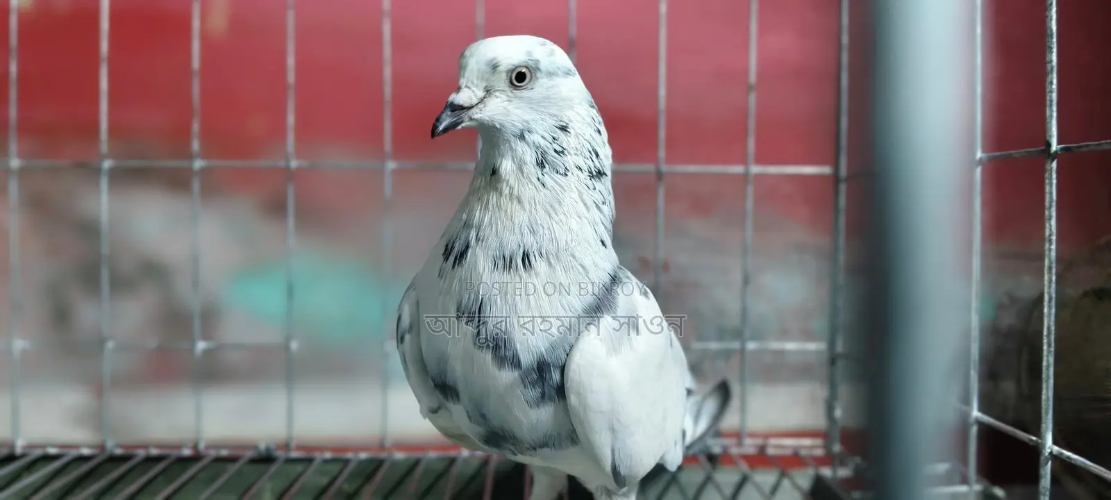 A Grivaz Male Pigeon for Sale