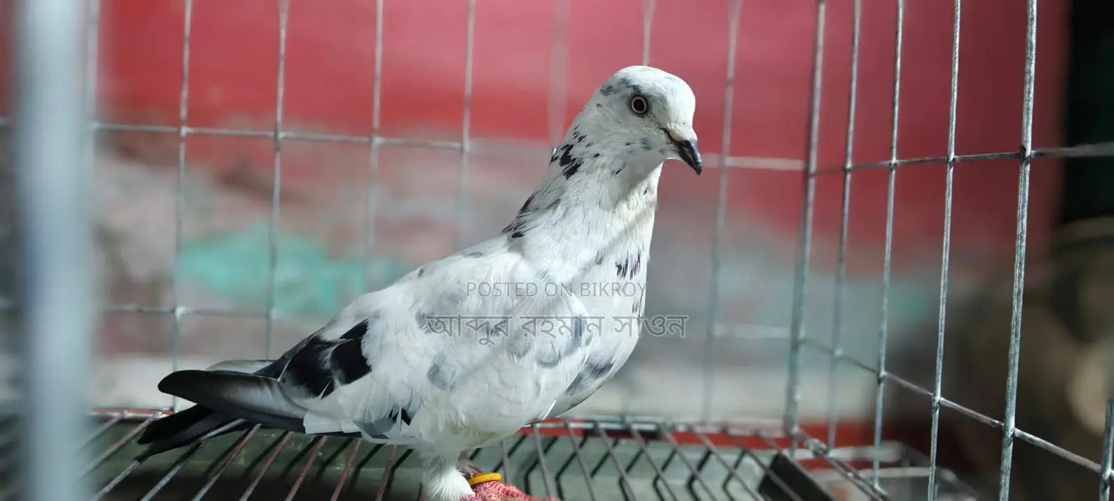 A Grivaz Male Pigeon for Sale