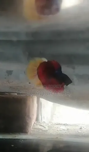 মাশাআল্লাহ খুব ভালো কোয়ালিটি আর হাফমুন বেট্টা ফিশ