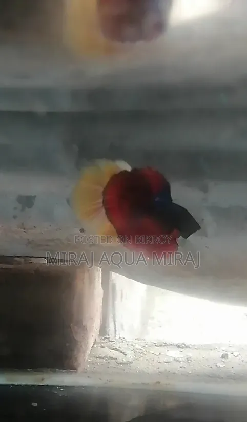 মাশাআল্লাহ খুব ভালো কোয়ালিটি আর হাফমুন বেট্টা ফিশ