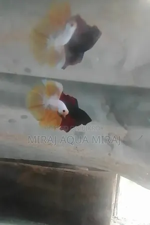 মাশাআল্লাহ খুব ভালো কোয়ালিটি আর হাফমুন বেট্টা ফিশ