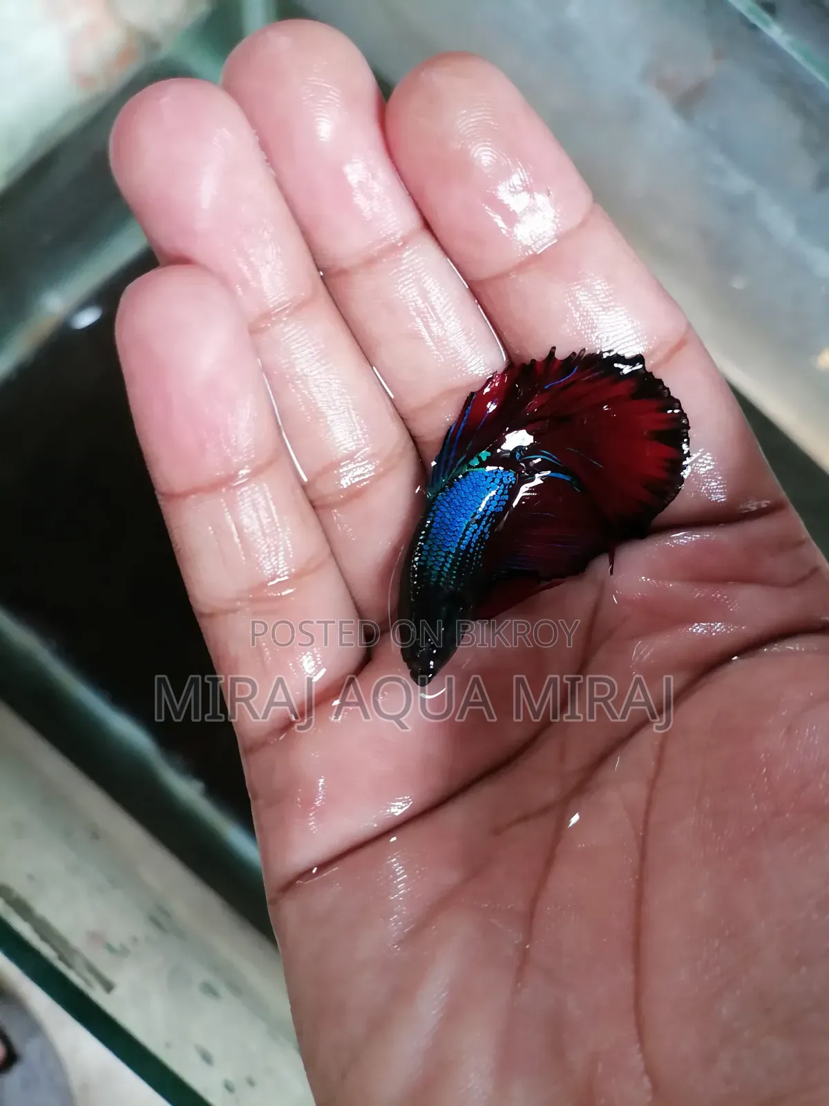 মাশাআল্লাহ খুব ভালো কোয়ালিটি আর হাফমুন বেট্টা ফিশ