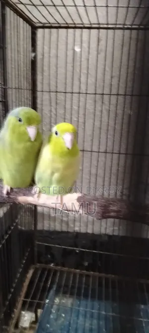 টিয়া পাখি