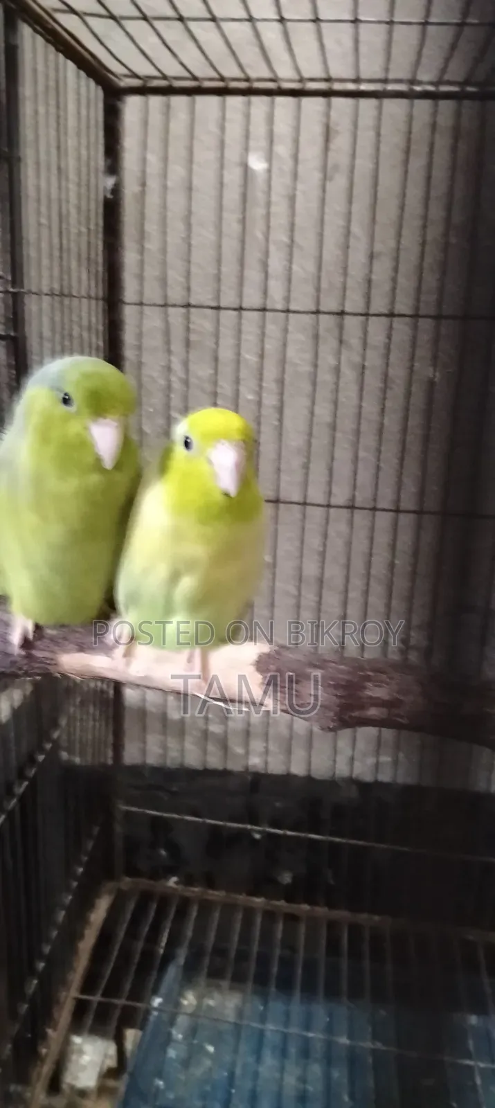 টিয়া পাখি
