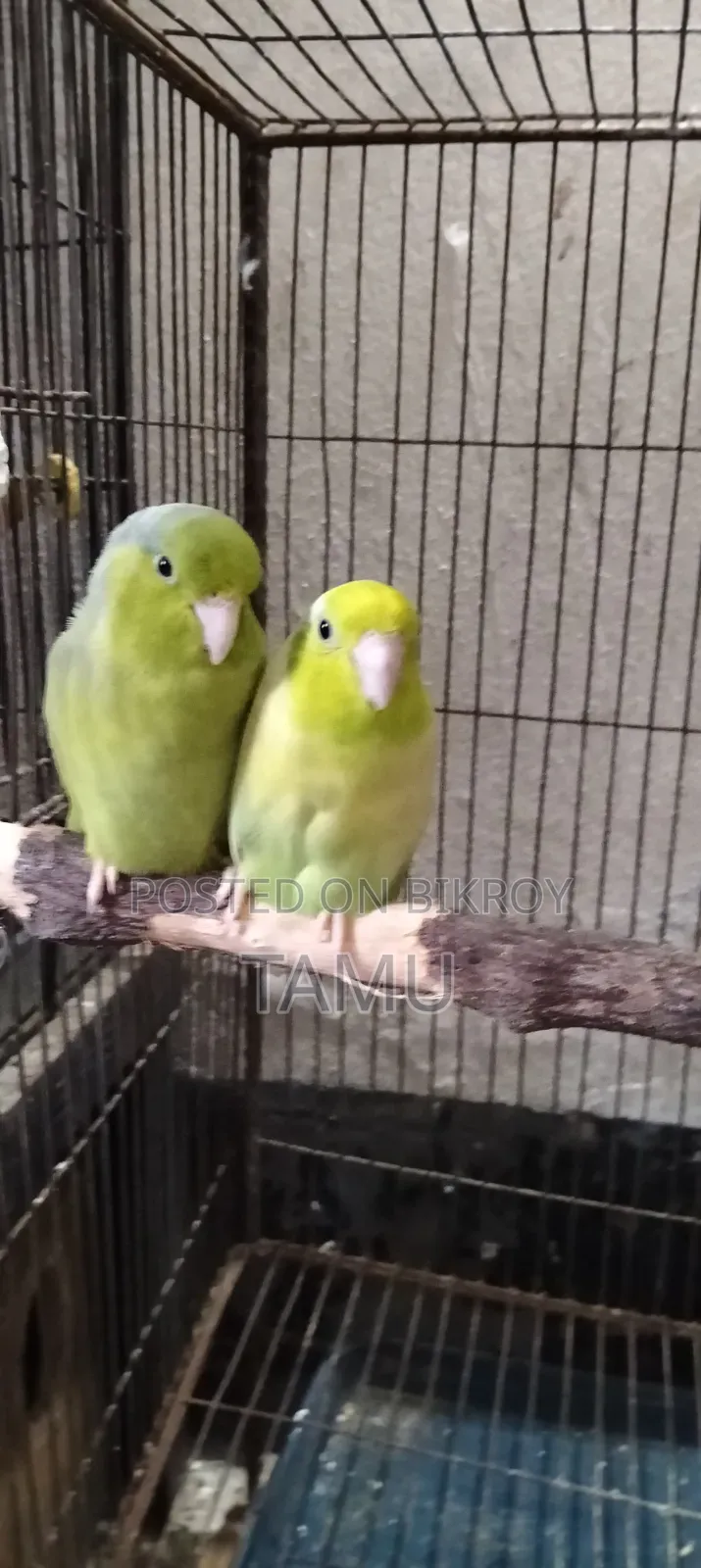 টিয়া পাখি