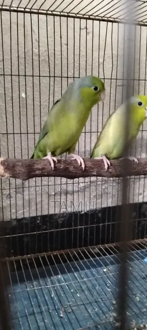 টিয়া পাখি