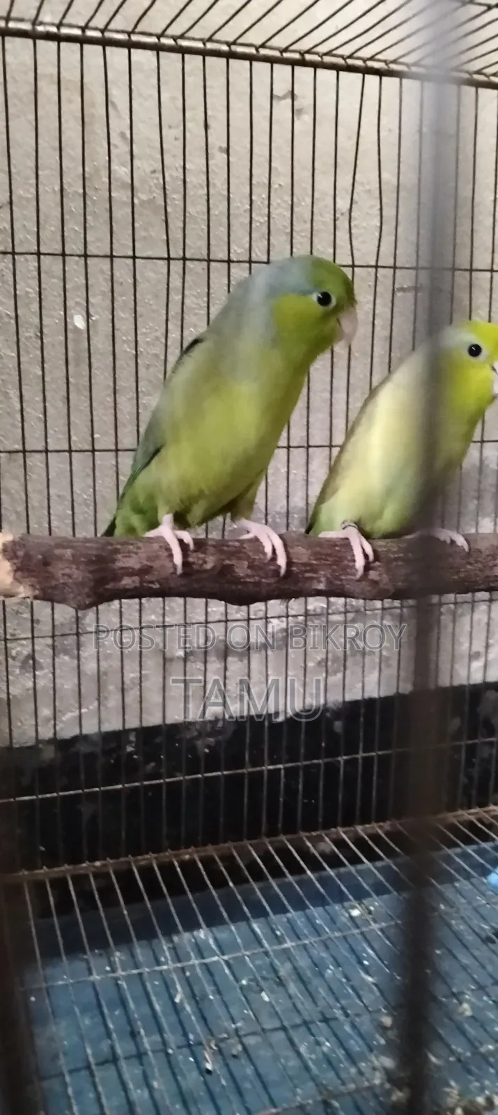 টিয়া পাখি