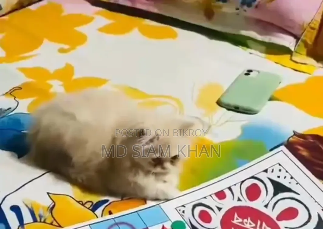 1+ year Female Purebred Persian