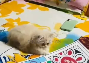 1+ year Female Purebred Persian