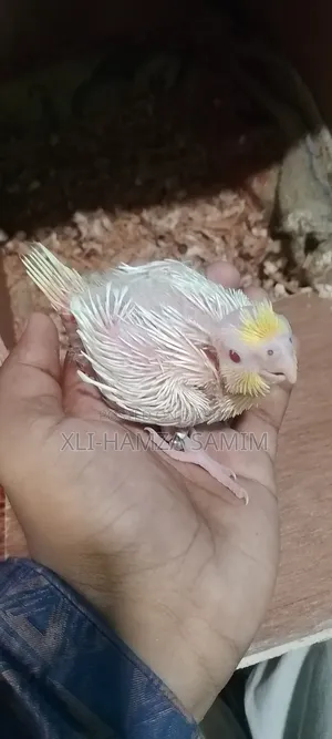 ককাটেল পাখি