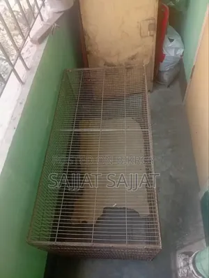 Pigeon ( Cage )