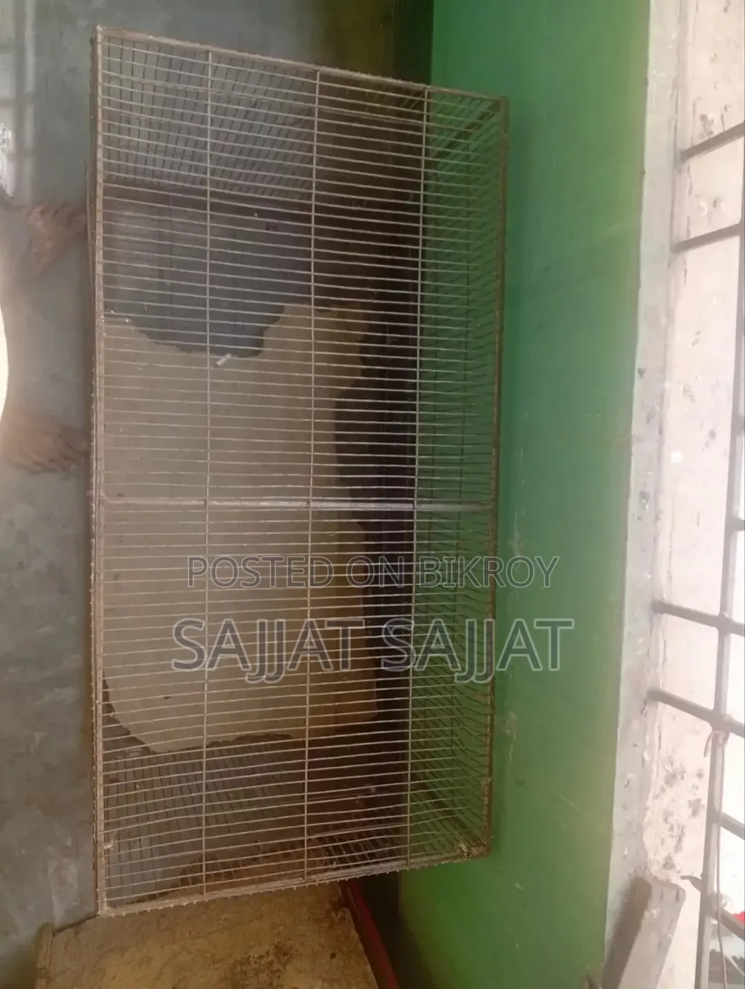 Pigeon ( Cage )