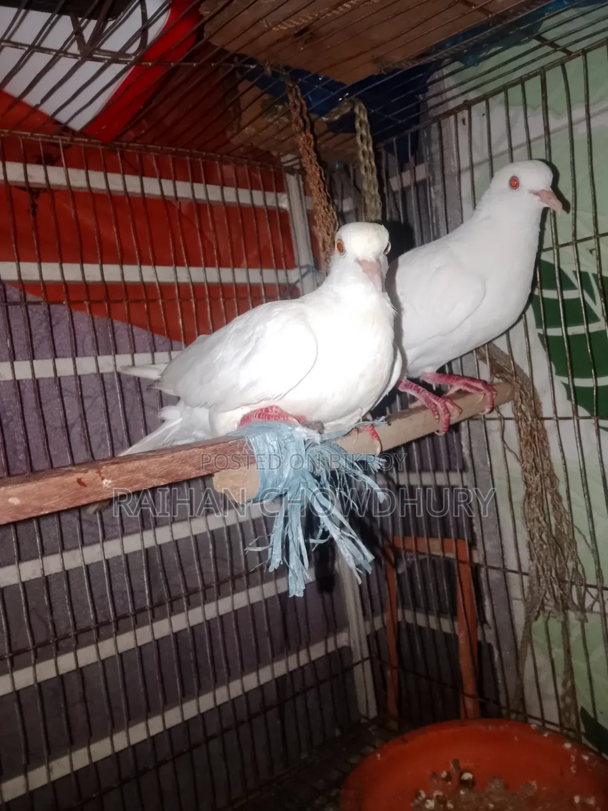 1 Pair Albino Doves for Sale