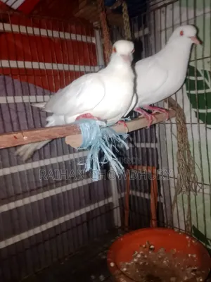 1 Pair Albino Doves for Sale