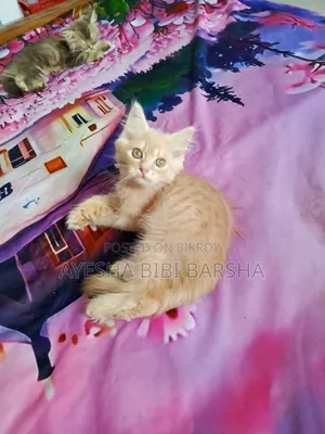 ১-৩ মাসের মেল পিওরব্রেড পার্সিয়ান