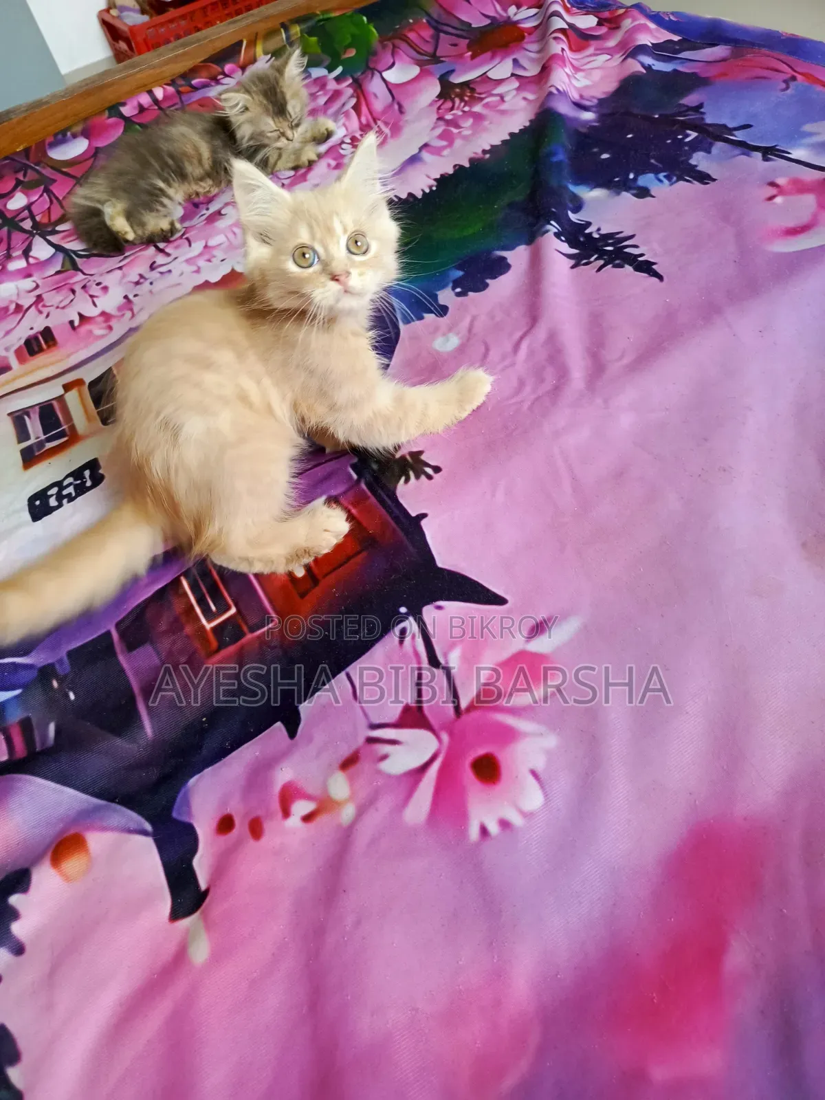 ১-৩ মাসের মেল পিওরব্রেড পার্সিয়ান