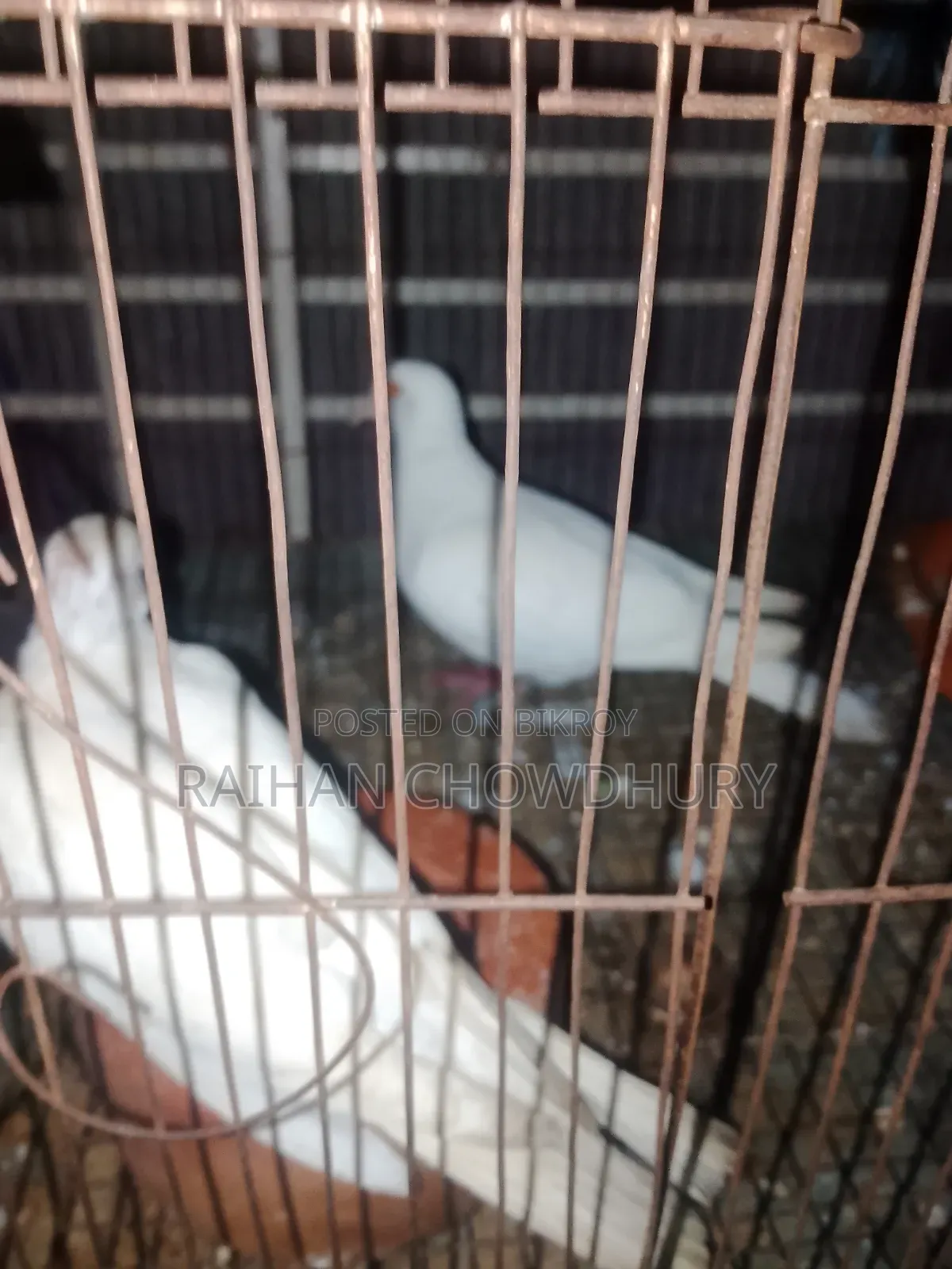 1 Pair Albino Doves for Sale