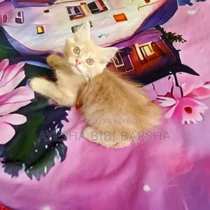 ১-৩ মাসের মেল পিওরব্রেড পার্সিয়ান