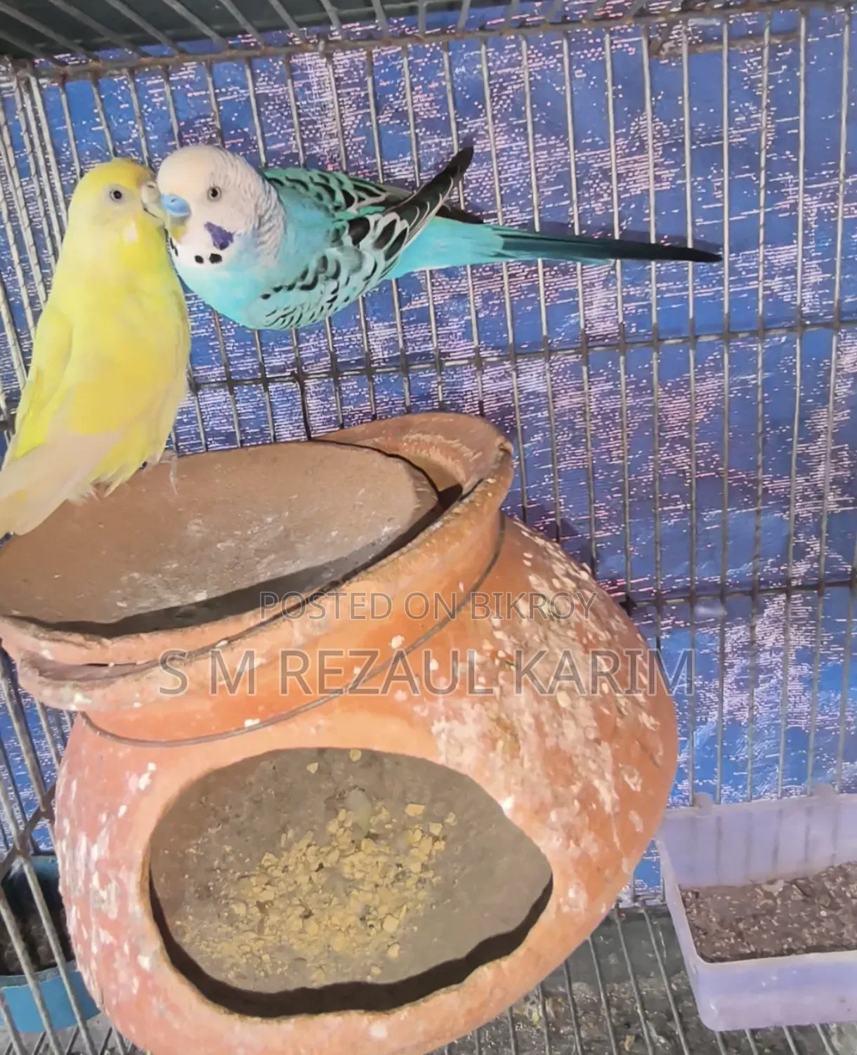 Running Budgerigar Bird for Sale