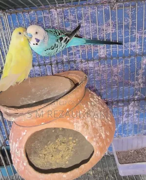 Running Budgerigar Bird for Sale