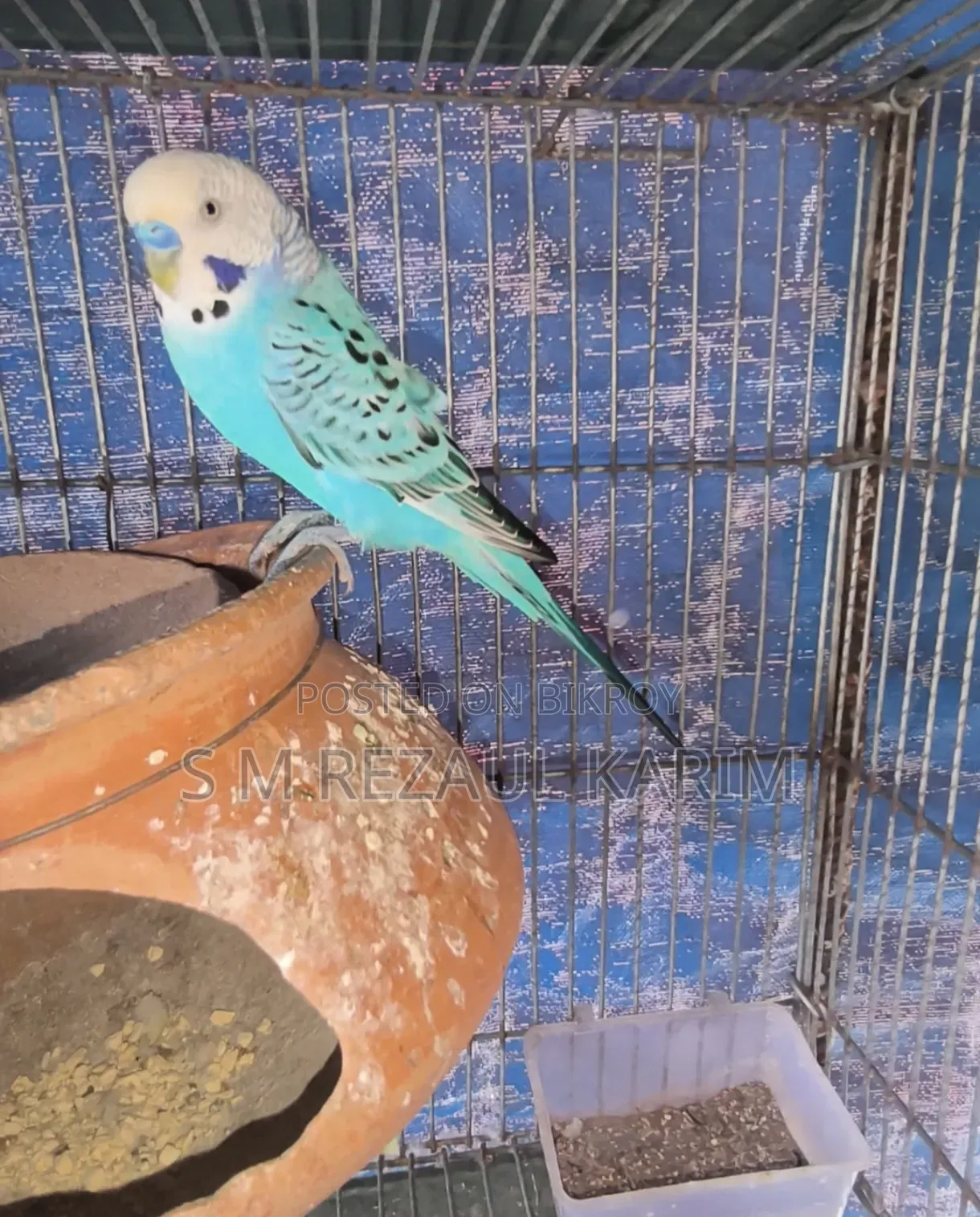 Running Budgerigar Bird for Sale