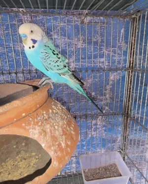 Running Budgerigar Bird for Sale