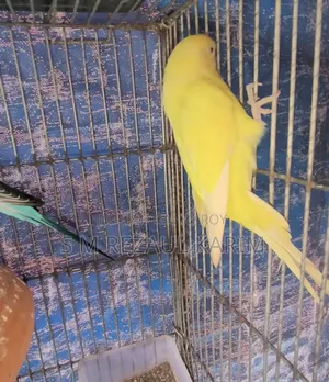 Running Budgerigar Bird for Sale